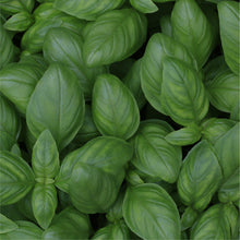 Load image into Gallery viewer, AgroVeggie Box

