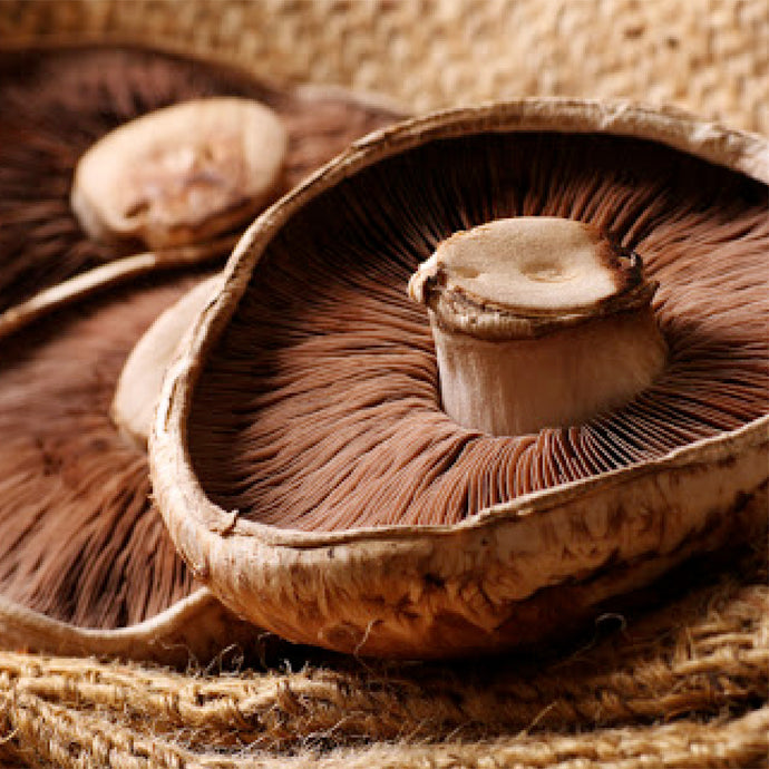 Portabello Mushroom
