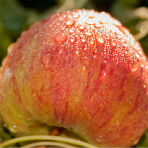 AgroFruit Box